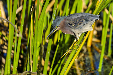 Image showing green heron,  butorides virescens