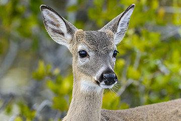 Image showing key deer, odocoileus virginianus clavium