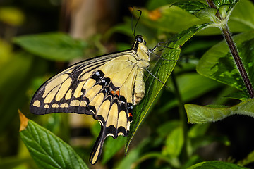 Image showing thoas swallowtail,  papilio thoas