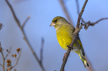 Image showing greenfinch, carduelis  cloris