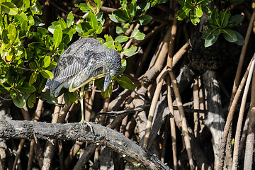 Image showing black-crowned night heron, nycticorax nycticorax