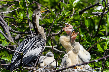 Image showing anhinga, anhinga anhinga, water turkey