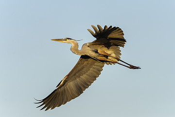 Image showing great blue heron, ardea herodias