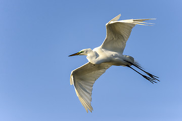 Image showing ardea alba, great egret