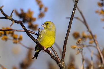 Image showing greenfinch, carduelis  cloris