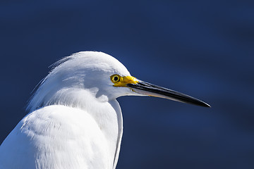 Image showing snowy egret, egretta thula