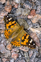 Image showing painted lady, vanessa cardui