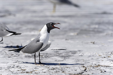 Image showing laughing gull, larus atricilla