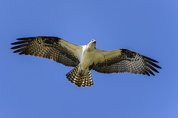 Image showing osprey, pandion haliaetus