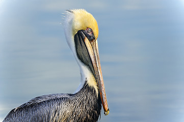 Image showing brown pelican, pelecanus occidentalis