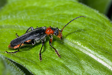 Image showing cantharis fusca, soldier beetle