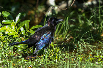 Image showing common grackle, quiscalus quiscula