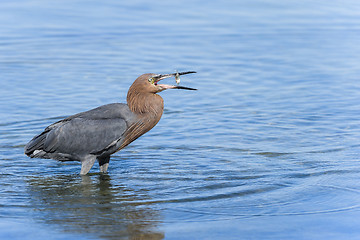 Image showing reddish egret,  egretta rufescens