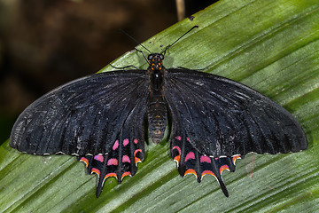 Image showing erostratus swallowtail, papilio erostratus erostratus