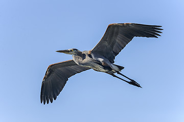 Image showing great blue heron, ardea herodias