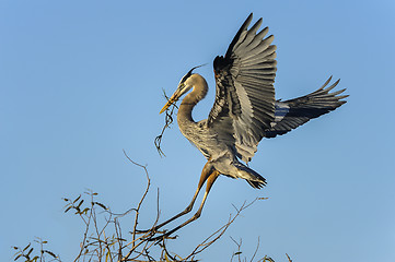 Image showing great blue heron, ardea herodias