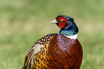 Image showing common pheasant, phasianus colchicus