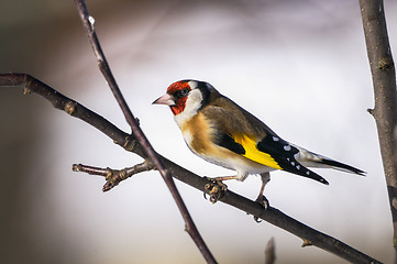 Image showing goldfinch, carduelis carduelis