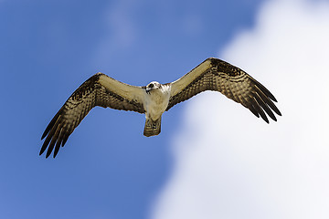 Image showing osprey, pandion haliaetus