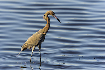 Image showing reddish egret,  egretta rufescens