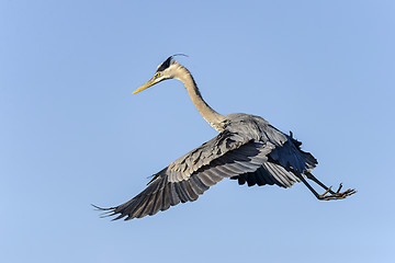 Image showing great blue heron, ardea herodias