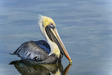 Image showing brown pelican, pelecanus occidentalis