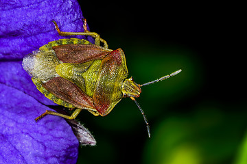 Image showing carpocoris purpureipennis