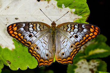 Image showing white peacock, phoenix, az