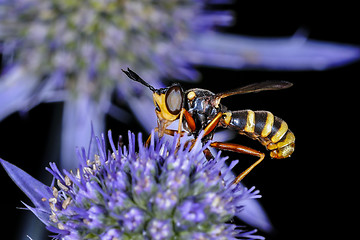 Image showing conops quadrifasciatus