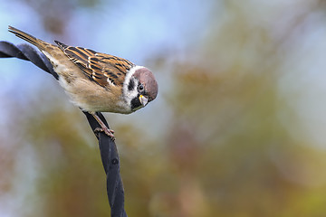 Image showing tree sparrow, passer montanus