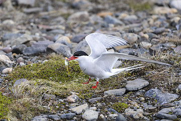 Image showing arctic tern, sterna paradisaea