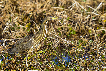 Image showing american bittern, botaurus lentiginosus