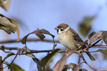 Image showing tree sparrow, passer montanus