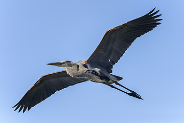 Image showing great blue heron, ardea herodias, venice, florida