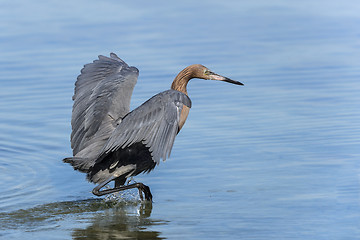 Image showing reddish egret,  egretta rufescens