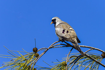 Image showing namaqua dove, ifaty