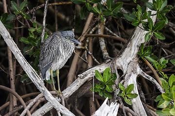 Image showing black-crowned night heron, nycticorax nycticorax