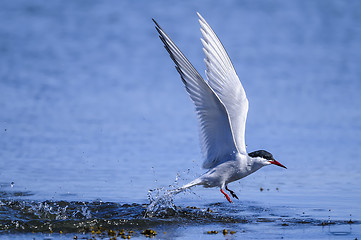 Image showing arctic tern, sterna paradisaea