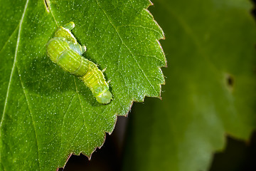 Image showing autumnal moth, epirrita autumnata