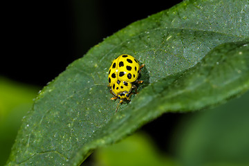 Image showing 22-spot ladybird, psyllobora vigintiduopunctata