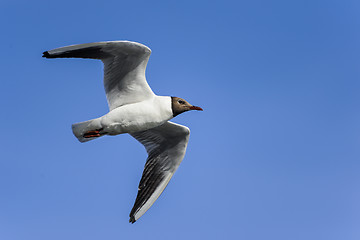 Image showing black-headed gull, larus ridibundus