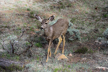 Image showing mule deer, az