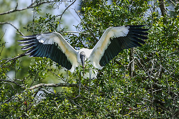 Image showing wood stork, mycteria americana