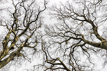 Image showing Leafless Treetops