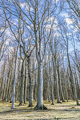 Image showing Ghost forest on the Baltic Sea