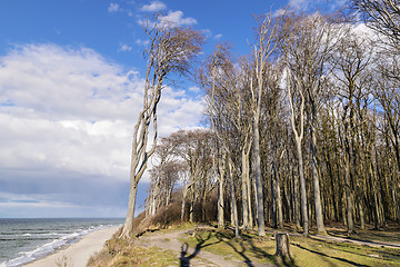 Image showing Ghost forest on the Baltic Sea