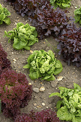 Image showing rows of lettuce