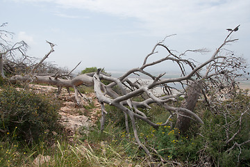 Image showing Fallen trees after fire