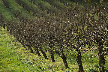 Image showing Orchard