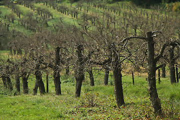 Image showing Orchard